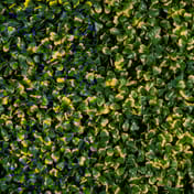 1x1m Artificial Living Wall Boxwood