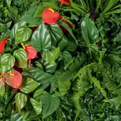 1x1m Artificial Living Wall Ivy Fern and Anthurium