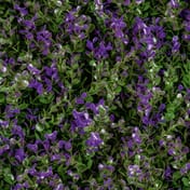 1x1m Artificial Living Wall Lavender