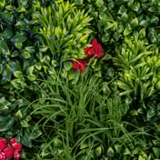 1x1m Artificial Living Wall Privet Grass and Red Jasmine