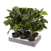 56cm Artificial Potted Ficus Lyrata