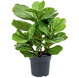 56cm Artificial Potted Ficus Lyrata