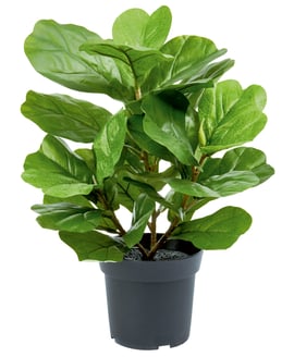 56cm Artificial Potted Ficus Lyrata